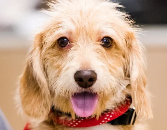 a white dog with a red bandana around its neck