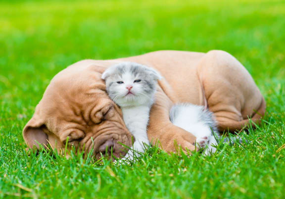a dog and a kitten laying in the grass