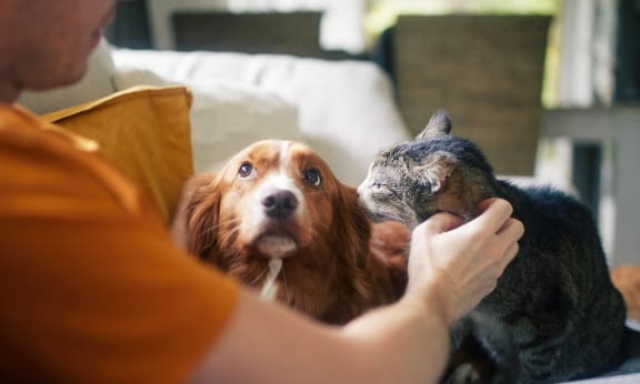 a person petting a cat and a dog on a couch