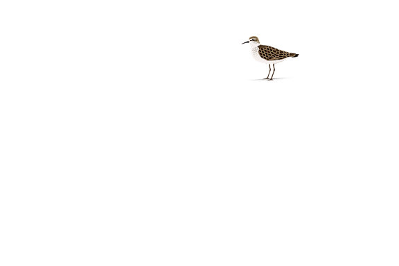 A bird with a long beak and a patterned body stands on two legs.