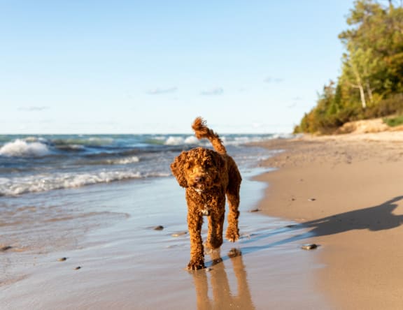 dog on the beach at Camino de Oro Apartments, Torrance, CA, 90505