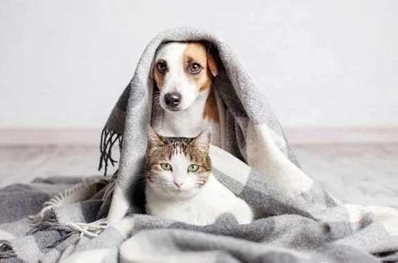 A cat and a dog are sitting under a grey blanket.