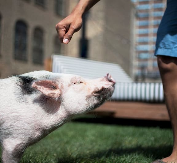 a person is petting a pig on the nose