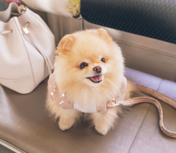 a small dog sitting on a bench next to a purse