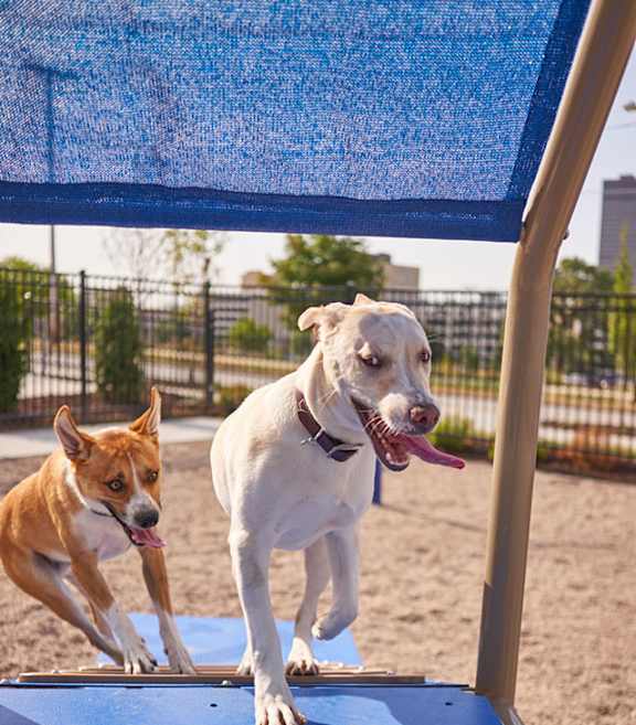 Two dogs playing on a blue platform at Vue Apartments, Des Moines