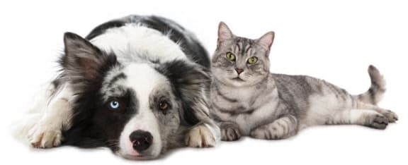 a dog and a cat laying next to each other