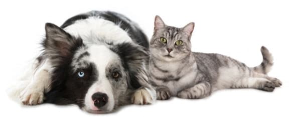 a dog and a cat laying next to each other