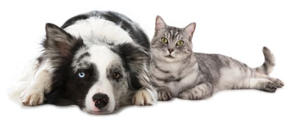 a dog and a cat laying next to each other