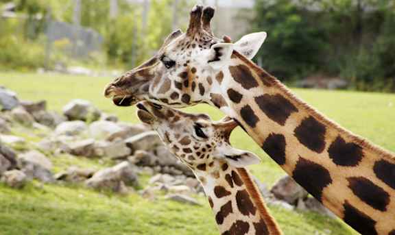 Two giraffes standing next to each other in a grassy area.