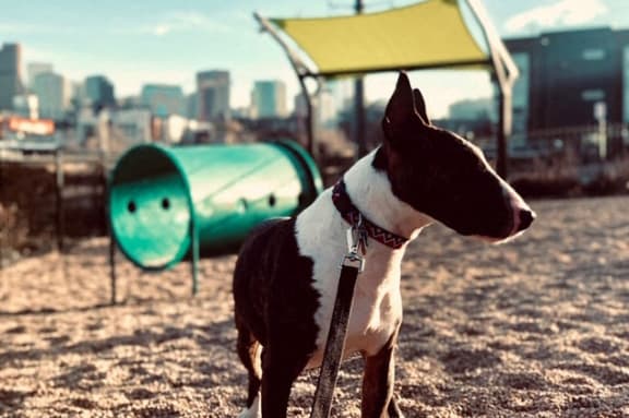 a black and white dog standing on a field next to a green playground
