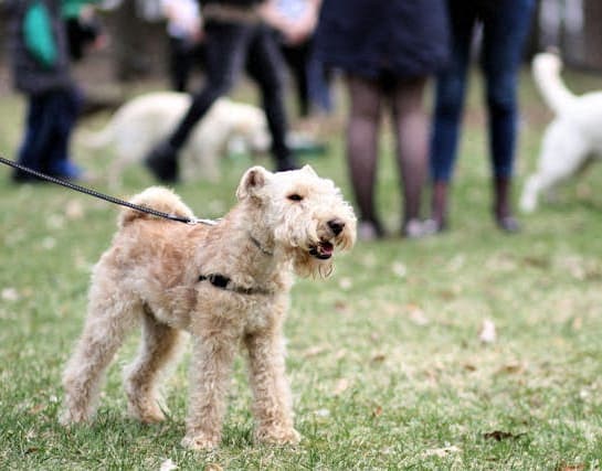 a small brown dog on a leash in the grass