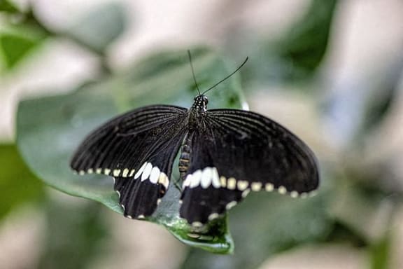 a black and white butterfly sitting on a leaf