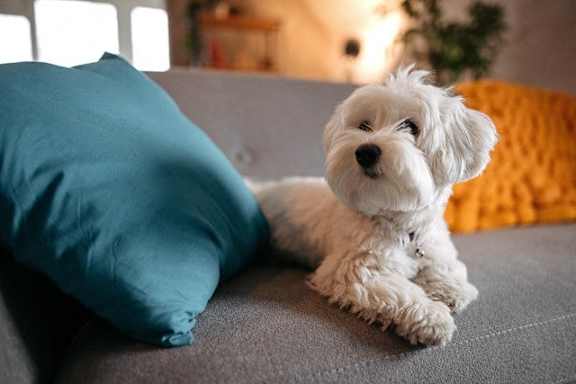 A small white dog is sitting on a grey couch at Regency Place, Oakbrook Terrace