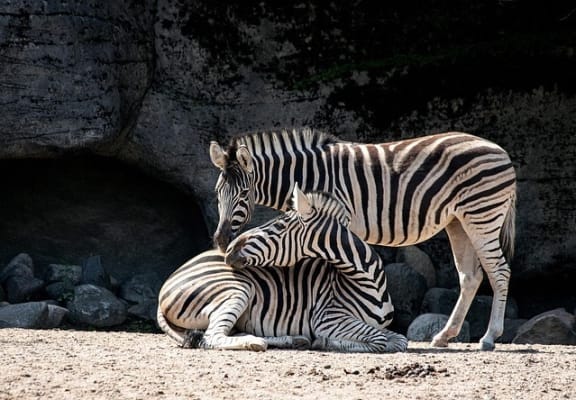 two zebras standing next to each other on the dirt