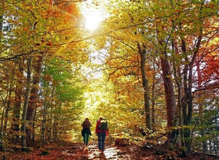a group of people walking in the woods with a dog  at Nalle Woods of Westlake, Austin, Texas