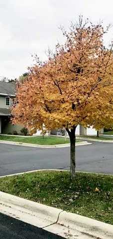 A tree with orange leaves stands in front of a house.