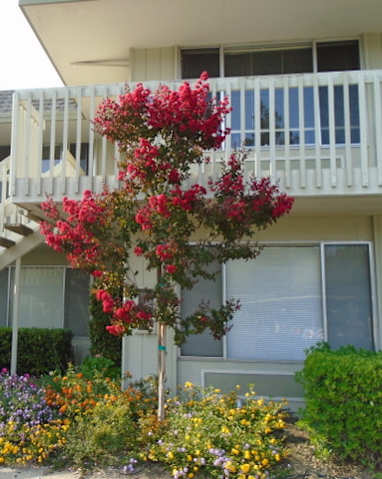 an apartment building with a staircase and flowers in front of it at OTAVON APARTMENTS, California, 94947