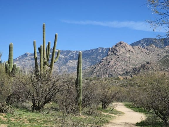 a dirt road in the desert with saguaro cactus