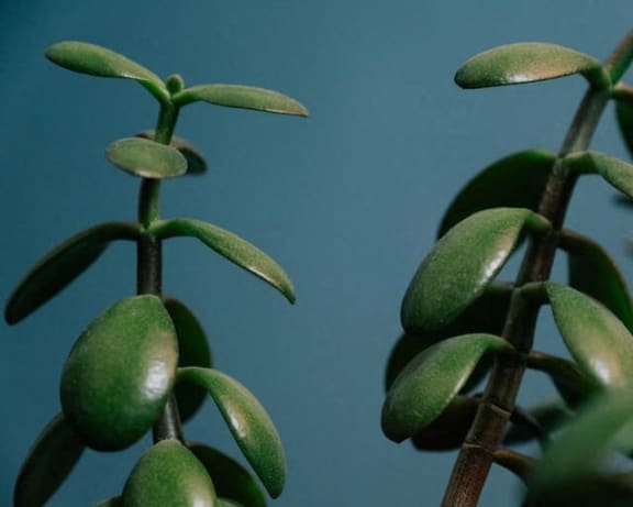 Jade plant (Crassula ovata)