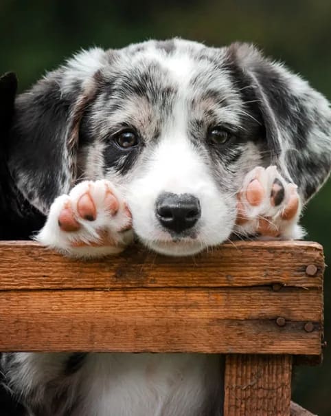 a black and white dog with its paws on a wooden fence