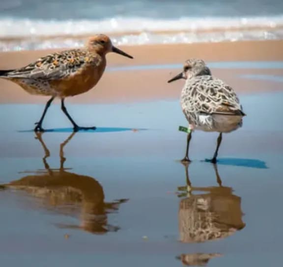 two birds walking on the beach