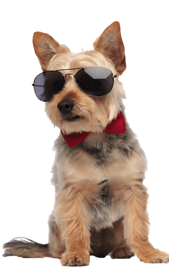 A dog wearing sunglasses and a red bow tie.