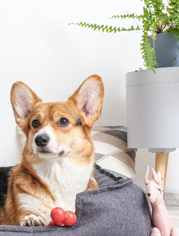a brown and white dog laying on a couch with toys