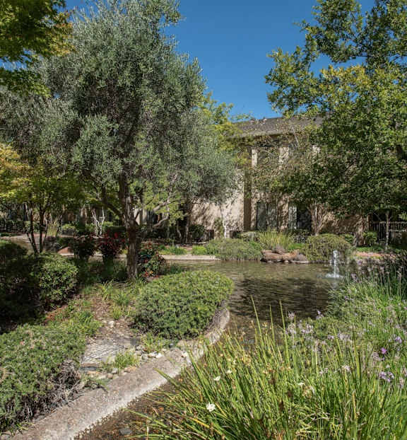 a garden with a pond and trees