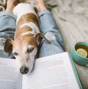 A dog is lying down on a person's lap, next to an open book and a cup of tea.