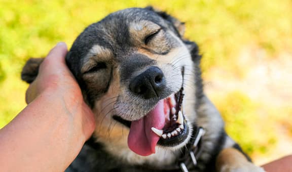 Happy Dog stock image