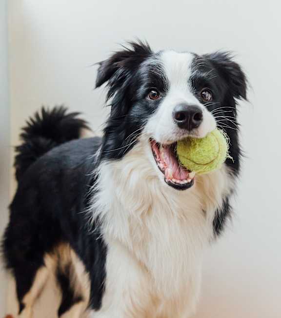 A black and white dog holding a tennis ball in its mouth.