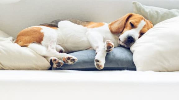 a dog laying on a pillow on a couch