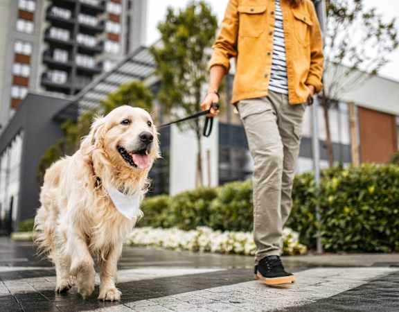 man walking a dog on a leash in the city