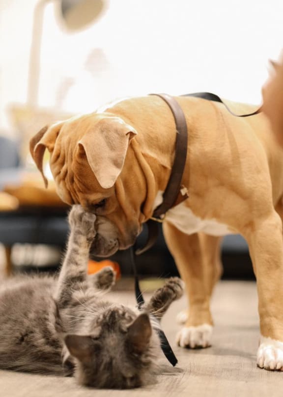a dog and a cat playing with each other