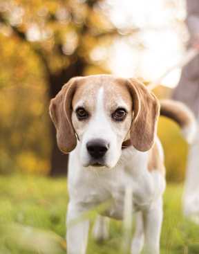 A beagle dog is standing in the grass with a woman walking in the background.