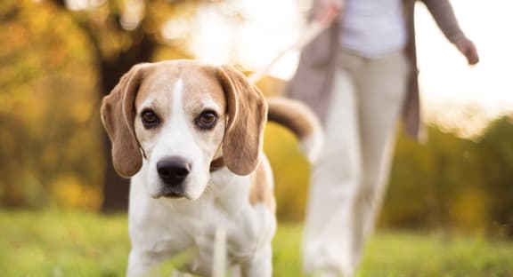 Person walking dog outdoors on a leash