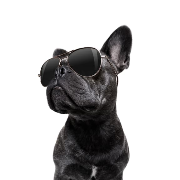 a black dog wearing sunglasses