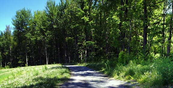 a dirt road with trees on both sides and a blue sky