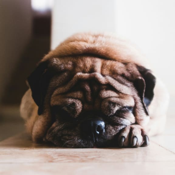 Cute Dog Sleeping on Ground