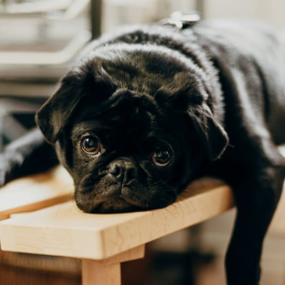 Cute Small Dog Laying on Wooden Bench