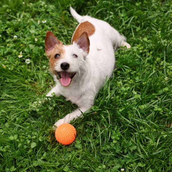 Dog Playing with Ball in Grass