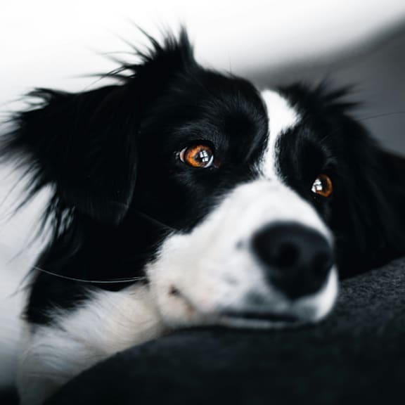 a black and white dog laying down on a couch