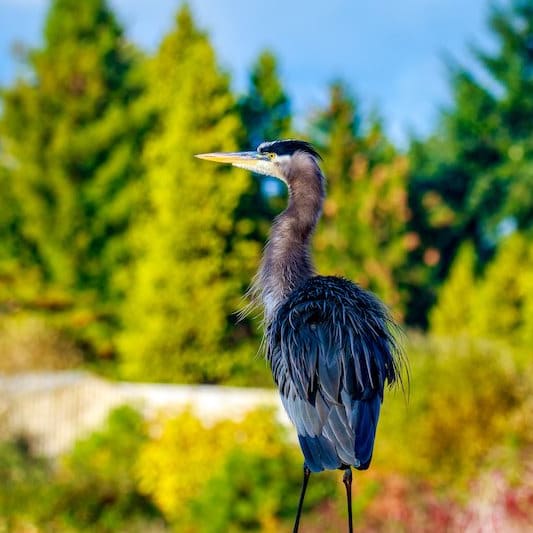 Bird at Overlook at Murrayhill, Beaverton, OR