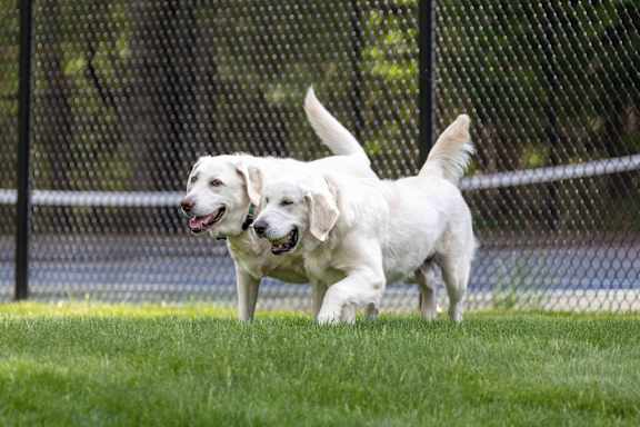 Two white dogs playing in the grass.