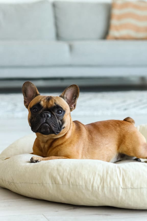 a dog laying on a dog bed in a living room at Aura Vegas Apartments in Las Vegas, NV