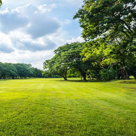 A lush green field with trees and a cloudy sky.