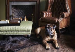 a dog sitting in a living room next to a fireplace at York House, Saint Louis, Missouri