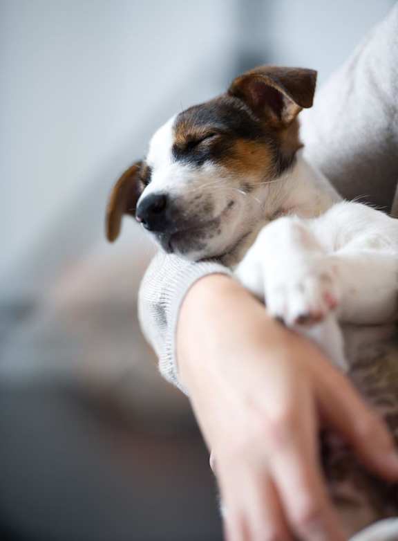 A small dog with brown and white fur is being held in a person's arms.