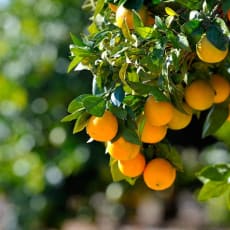 a bunch of oranges hanging from a tree