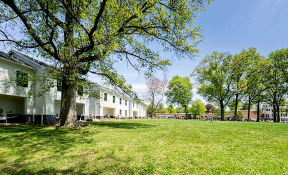 A tree in a field with a building in the background.